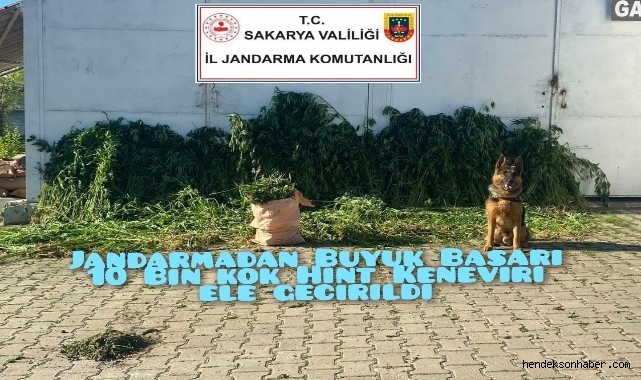Jandarmadan Büyük Başarı 10 Bin Kök Hint Keneviri Ele Geçirdi