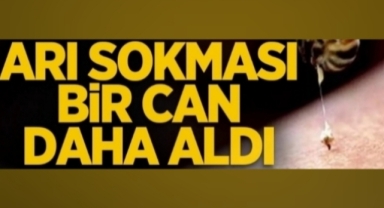 Arı sokması bir can daha aldı