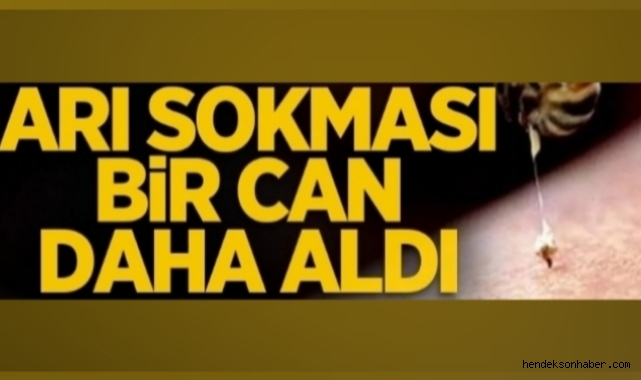 Arı sokması bir can daha aldı