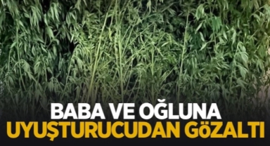 Hendek' Kalayık Mahallesinde Jandarmadan Kenevir Operasyonu