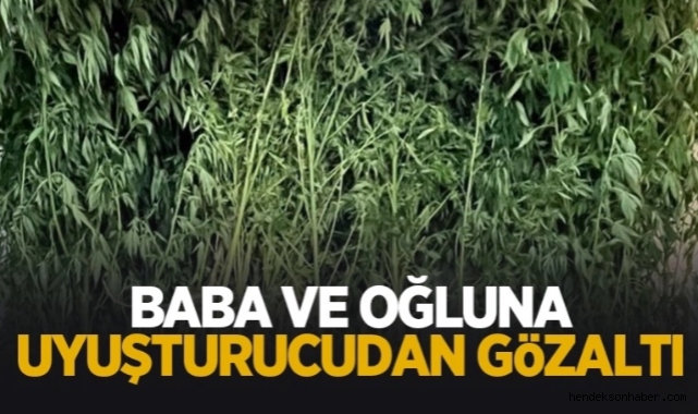 Hendek' Kalayık Mahallesinde Jandarmadan Kenevir Operasyonu