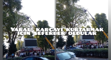 Hendek'te Ayakları İpe Dolanan Karga için seferber oldular