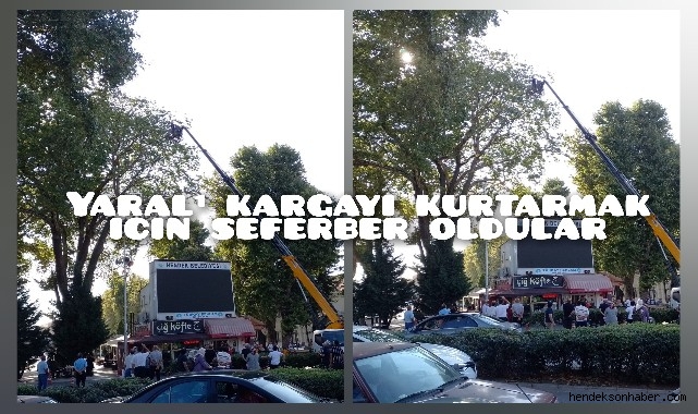 Hendek'te Ayakları İpe Dolanan Karga için seferber oldular