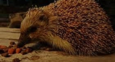 Hendek'te Fındıkçıların Yeni Kabusu Kirpi