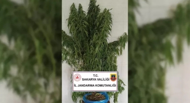 Hendek'te Jandarma Esrar ve Kenevir Ele Geçirdi