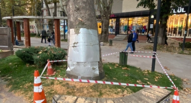 ASIRLIK ÇINAR AĞACININ YARALARI SARILDI 