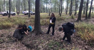 Hendek Dişbudak Ormanlarında Orman Zararlılarıyla İlgili İncelemeler Yapıldı ​