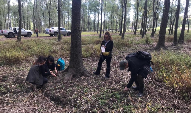 Hendek Dişbudak Ormanlarında Orman Zararlılarıyla İlgili İncelemeler Yapıldı  ​