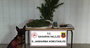 Hendek'te Jandarma11 kilogram esrar ele geçirildi: 1 gözaltı