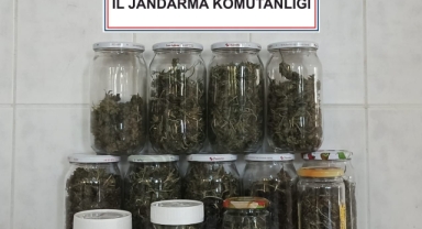 Hendek Jandarmadan Uyuşturucu Operasyon 1 Gözaltı