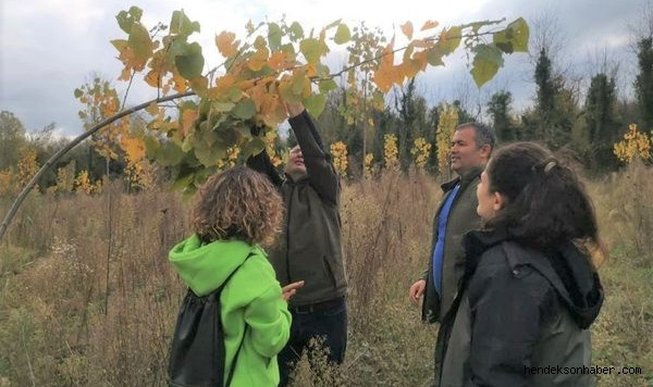 Hendek Kavak Fidanı Dikim Sahalarını İnceledi ​