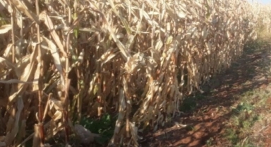 Mısır Tarlasında Cansız Bedeni Bulundu