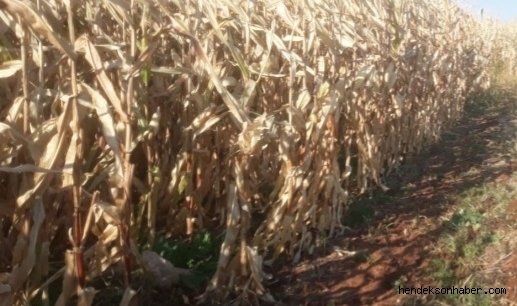 Mısır Tarlasında Cansız Bedeni Bulundu