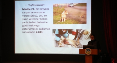 Sakarya Büyükşehir’den sokak hayvanları için önemli eğitim