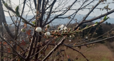 Fotoğraflar Bugün Çekildi Kış Ortasında Erik Ağacı Çiçek Açtı