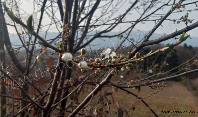 Fotoğraflar Bugün Çekildi Kış Ortasında Erik Ağacı Çiçek Açtı