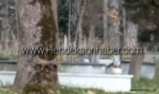 Hendek Belediyesi Aile Mezarlığının Sevimli Ev Sahipleri