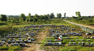 Sakarya Büyükşehir'in 'Altın Karınca' ödüllü projesi rekor kırdı: 1 yılda tam 29 ton üretim