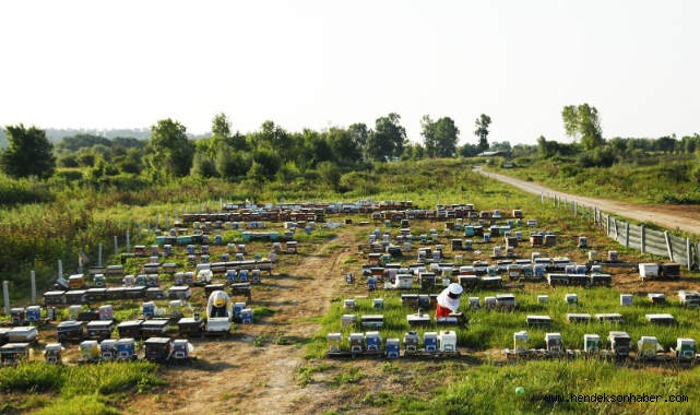 Sakarya Büyükşehir'in 'Altın Karınca' ödüllü projesi rekor kırdı: 1 yılda tam 29 ton üretim