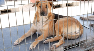 Sakarya Büyükşehir veteriner ekibi Antakya'da can dostlarının yaralarını sarıyor