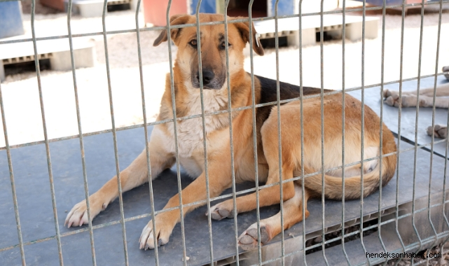 Sakarya Büyükşehir veteriner ekibi Antakya'da can dostlarının yaralarını sarıyor