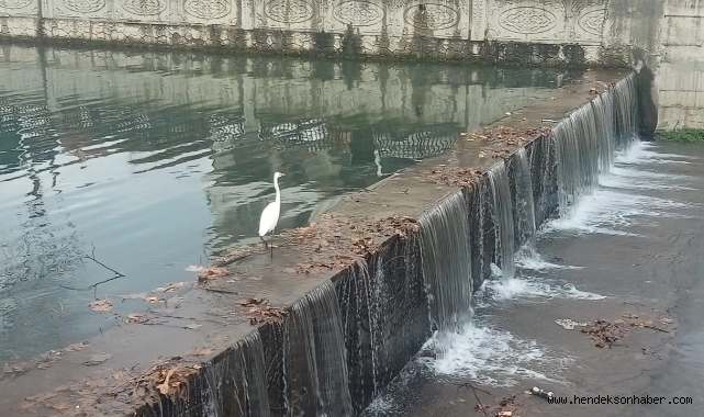 Sevimli Ak Balıkçıl Hendek Uludere Çayında Objektiflere Yakalandı