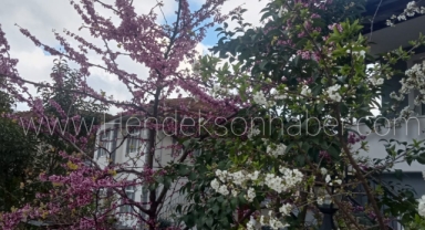 Hendek Çiçek Açtı