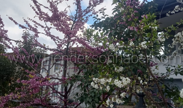 Hendek Çiçek Açtı