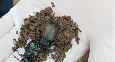 Terminatör Böcekler Doğaya Salındı