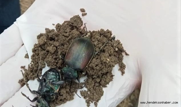 Terminatör Böcekler Doğaya Salındı