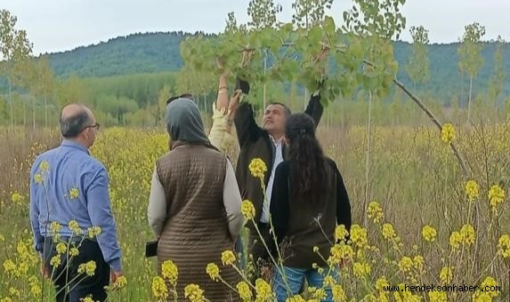 Hendek Kavak Ağaçlandırma Sahalarında İncelemelerde Bulundu