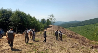 Hendek Kayın Gençleştirme Sahaları İncelendi