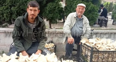 Hendek’te Mantar Vatandaşın Geçim Kaynağı Oldu.