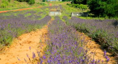 Botanik Vadi’de büyüleyen ‘mor’ hasat