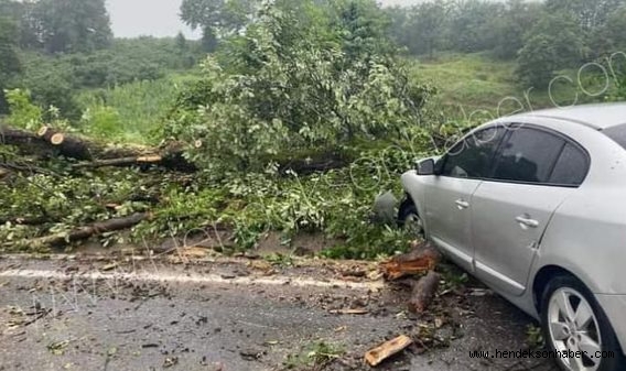 Hendek'te Yola Devrilen Ağaç Kazaya Neden Oldu