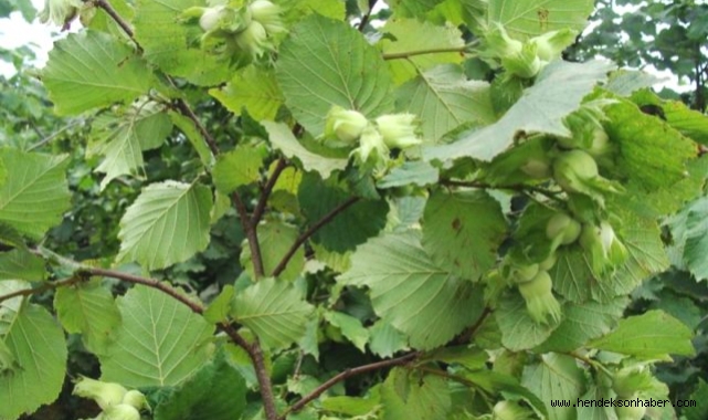 Fındık Üreticilerin Erken Hasat Yapmamaları Konusunda Uyarılar Yapıldı