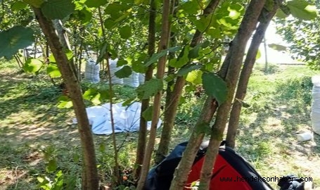 Hendek'te  Fındık Sezonu Başladı