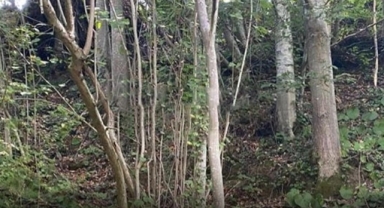 Hendek'te Fındık Toplarken Düşen Yaşlı Adam Hayatını Kaybetti