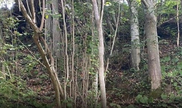 Hendek'te Fındık Toplarken Düşen Yaşlı Adam Hayatını Kaybetti