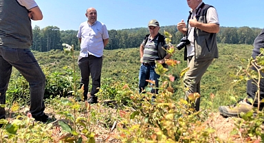 Hendek'te  Kayın Gençleştirme Sahalarına İnceleme