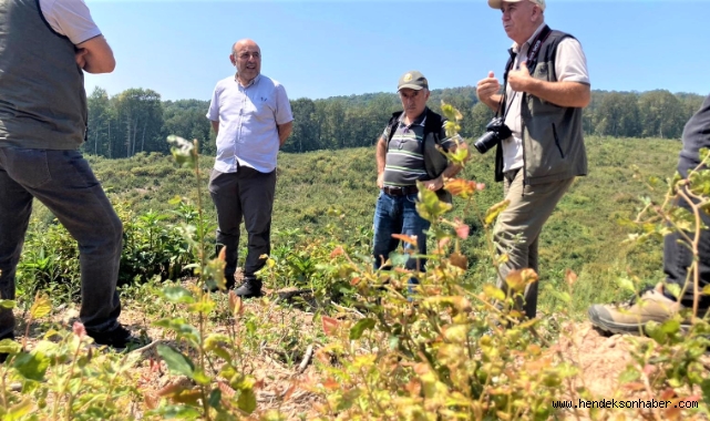 Hendek'te  Kayın Gençleştirme Sahalarına İnceleme