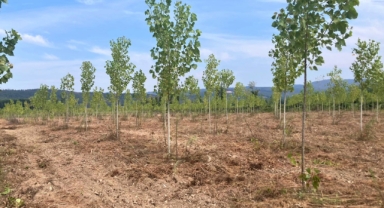 Hendek’te Sağlıklı ve Güçlü Yeni Fidanlar Yetişiyor