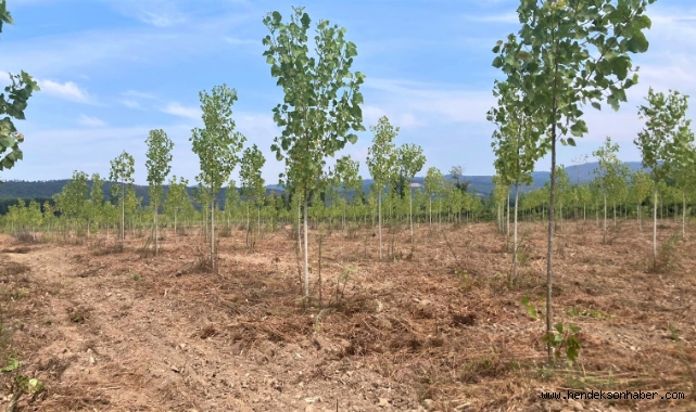 Hendek’te Sağlıklı ve Güçlü Yeni Fidanlar Yetişiyor