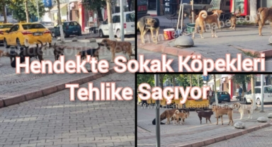 Hendek'te Sokak Köpekleri Tehlike Saçıyor