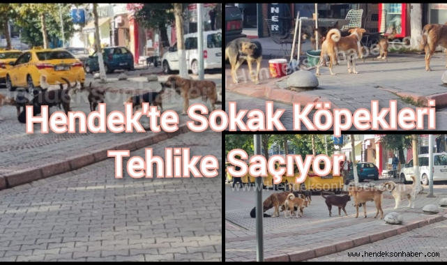 Hendek'te Sokak Köpekleri Tehlike Saçıyor