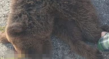 Hendek'te Yavru Ayı Telef Oldu