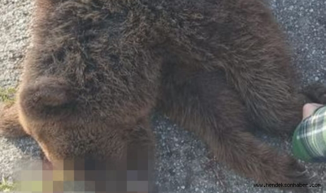 Hendek'te Yavru Ayı Telef Oldu