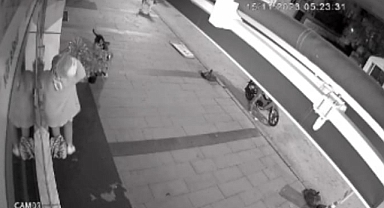 Hendek'te Sokak Köpekleri  İşyerini Açan Personele Saldırdı