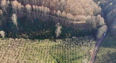 Hendek’te Dikilen Fidanlar Orman Sahalarını Büyütmeye Devam Ediyor