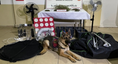 iklimlendirme sistemiyle kenevir yetiştirenlere operasyon